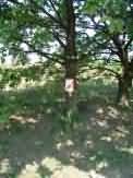 DSCF0016.JPG